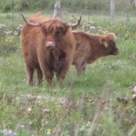 Les Bernaches Lejlighed *