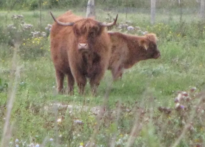 Les Bernaches Apartment *