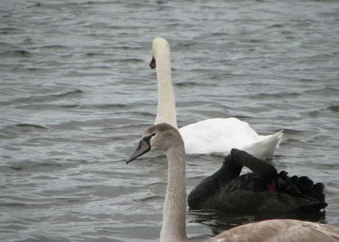 Apartment Les Bernaches Le Crotoy